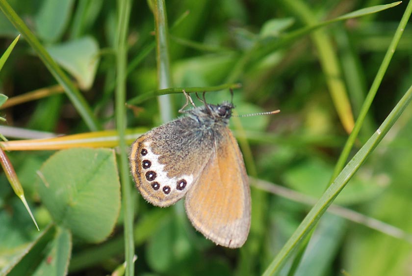 Coenonympha gardetta